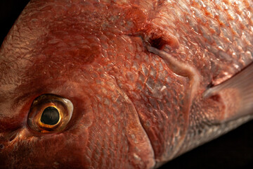 Pargo