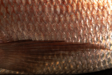 Escamas pescado, pargo