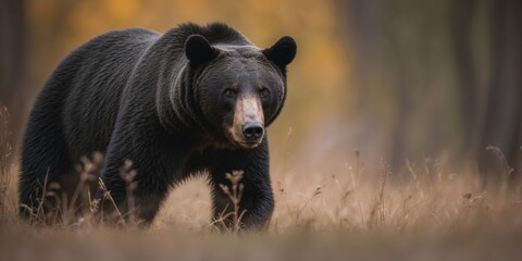Fototapeta premium Powerful and Majestic Black Bear with Soft Pastel Background.