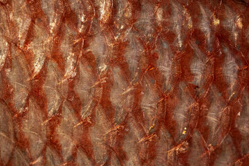 Escamas pescado, pargo