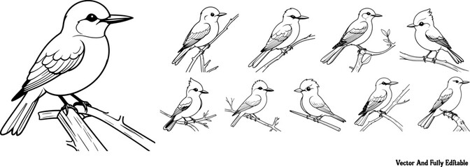 Scottish Terrier hand drawing coloring page and outline vector design