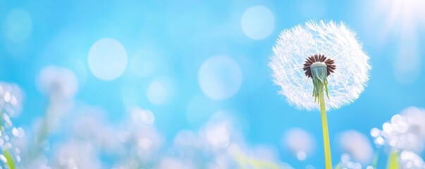 dandelions on blue blur bokeh light background