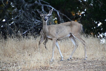 deer in the woods
