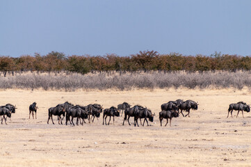 Telephoto shot of a herd of blue wildebeest - Connochaetes taurinus- trekking across the plains of Etosha national Park, Namibia.