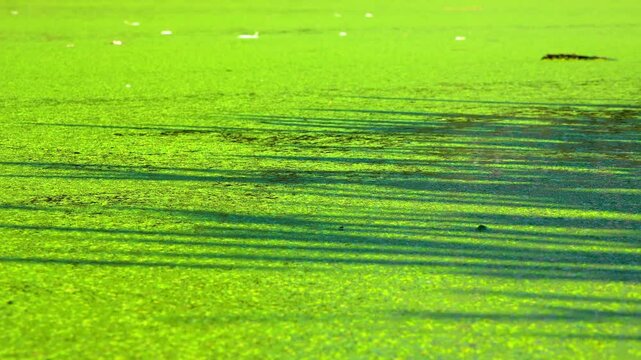 Shadows and highlights on lake water with floating on the surface Aquatic plants rootless duckweed Wolffia arrhiza and duckweed Lemna turionifera, Odessa