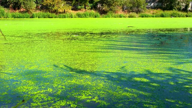 Shadows and highlights on lake water with floating on the surface Aquatic plants rootless duckweed Wolffia arrhiza and duckweed Lemna turionifera, Odessa