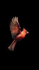 Obraz premium Northern Cardinal Bird Flying on Black Background, Photo Realistic, Wallpaper, Cover and Screen for Smartphone, PC, Laptop, 9:16 and 16:9 Format