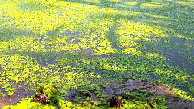 Shadows and highlights on lake water with floating on the surface Aquatic plants rootless duckweed Wolffia arrhiza and duckweed Lemna turionifera, Odessa