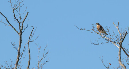 Red-shouldered hawk perched in a dead tree.