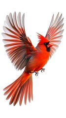 Northern Cardinal Bird Flying on White Background, Photo Realistic, Wallpaper, Cover and Screen for Smartphone, PC, Laptop, 9:16 and 16:9 Format