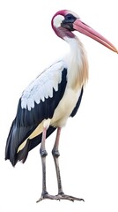 Fototapeta premium Marabou Stork Bird with White Background, Realistic Photo, Wallpaper, Cover and Screen for Smartphone, PC, Laptop, 9:16 and 16:9 Format