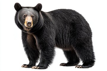 Fototapeta premium curious black bear, with its thick fur glistening, stands on all fours, eager to explore its surroundings, exuding a blend of strength and charm.