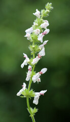 Stachys recta grows in nature
