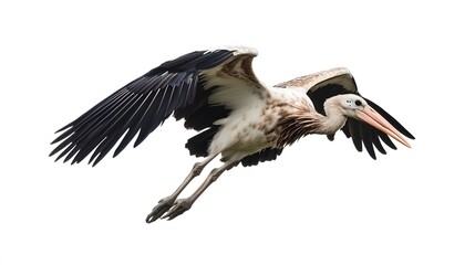 Marabou Stork Bird Flying on White Background, Photo Realistic, Wallpaper, Cover and Screen for Smartphone, PC, Laptop, 9:16 and 16:9 Format