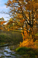 Fototapeta premium Autumn forest landscape, oak trees on the bank of the forest river in sunset sunny weather, autumn forest scene