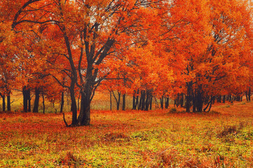 Autumn park landscape. Oak trees with bright red leaves in the forest in cloudy weather. Soft focus and diffusion filter applied. Autumn park with fallen autumn leaves