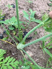 Tiger caterpillar