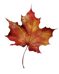 Bright autumn maple leaf displaying vibrant shades of red and orange on a white background