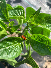 ladybug on a leaf