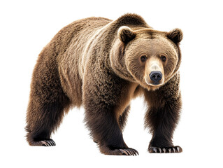 Fototapeta premium a brown bear standing on a white background