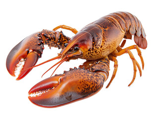 a lobster with a white background
