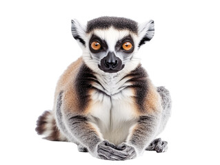 Obraz premium a lemur with orange eyes
