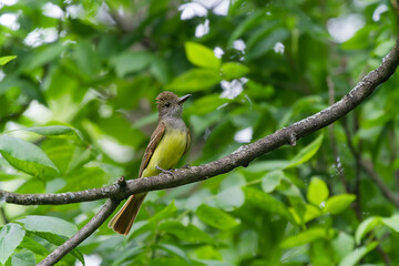 Great crested flycatcher (Myiarchus crinitus)  in the spring during nesting