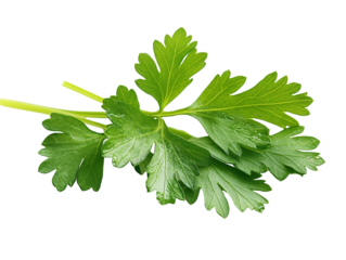 a close up of a leafy plant