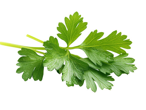 a close up of a leafy plant