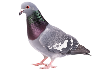 a bird standing on a white surface