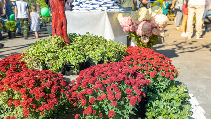A group of potted plants are arranged in a circle, with some of them being red