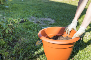 A person is planting a flower in a pot