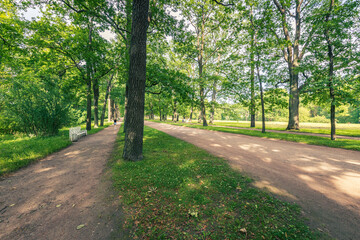 A path in a park with a bench and trees