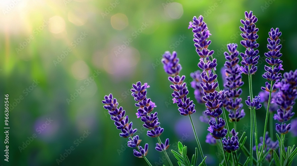 Poster   A clear shot of several lavender flowers illuminated by a radiant sun through their hazy surroundings