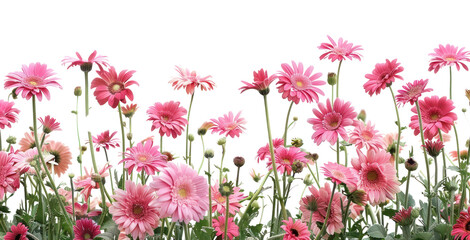 PNG Vibrant pink daisy flowers bloom
