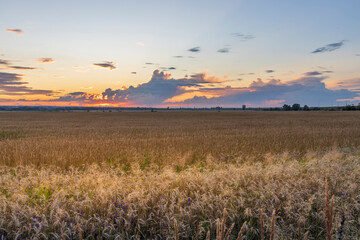Fototapeta premium A serene view of golden wheat fields bathed in warm colors as the sun sets on the horizon, blending peaceful light with the tranquil landscape of the Midwest.