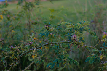 plants in the wild