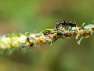 ants on a leaf