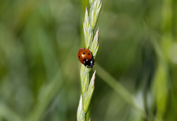 close-up of a ladybug, red beetle on a blade of grass, ladybug on the top of a blade of grass, insect from nearby