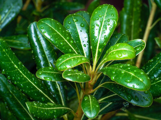 water drops on leaf