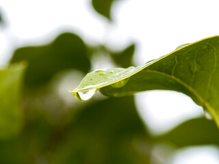 water drops on leaf