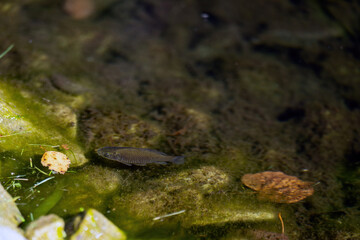 small river fish glides silently near the muddy bottom of a lush pond, surrounded by vibrant green algae, embodying the tranquil yet dynamic ecosystem within