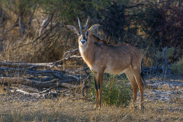 Solitary roan antelope see on a game drive safari in Botswana