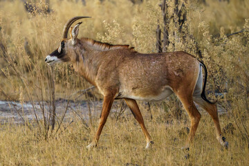 Solitary roan antelope see on a game drive safari in Botswana