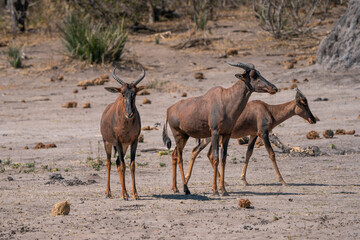 Tsessebe or topi antelope see on a game drive safari in Botswana