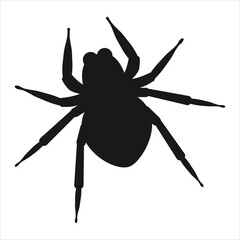 Black silhouette of spider, close up of spider, isolated scary big spider, poisonous insect. Transparent background