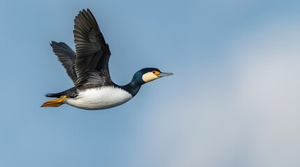 Black-necked Grebe Bird Flying Under Blue Sky, Photo Realistic, Wallpaper, Cover and Screen for Smartphone, PC, Laptop, 9:16 and 16:9 Format