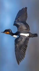 Obraz premium Black-necked Grebe Bird Flying Under Blue Sky, Photo Realistic, Wallpaper, Cover and Screen for Smartphone, PC, Laptop, 9:16 and 16:9 Format