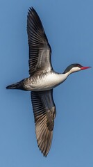 Obraz premium Black-necked Grebe Bird Flying Under Blue Sky, Photo Realistic, Wallpaper, Cover and Screen for Smartphone, PC, Laptop, 9:16 and 16:9 Format