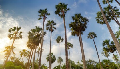 Low angle view from below of coconut palm tree against cloud and blue sky